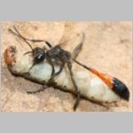 Ammophila sabulosa - Sandwespe 00-w04e mit Eulenspinner-Raupe - Drepanidae.jpg